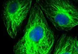 (Insulin-FITC)