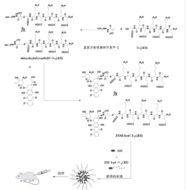 含巯基的两性离子多肽修饰的阿霉素