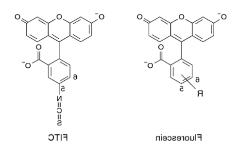 异硫氰酸荧光素（FITC）标记