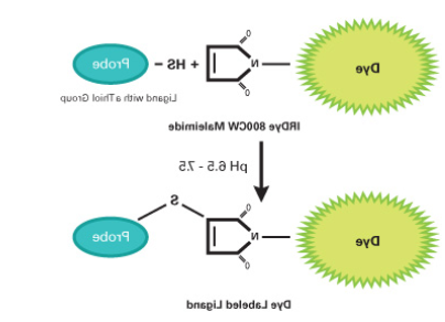 IRDye 800CW Maleimide
