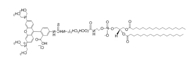DSPE-PEG-Rhodamine B DSPE-PEG-Rhodamine B