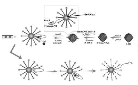 金纳米粒子包裹ZIF-8