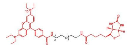 罗丹明聚乙二醇生物素，RB-PEG-BN，Rhodamine-PEG-BIOTIN产品解析