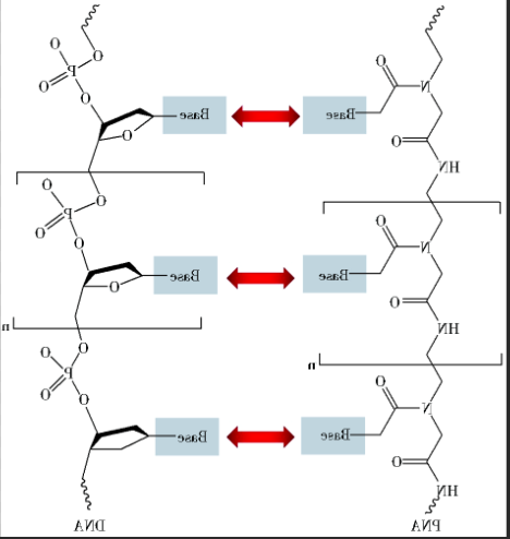 生物素标记肽核酸 生物素标记肽核酸