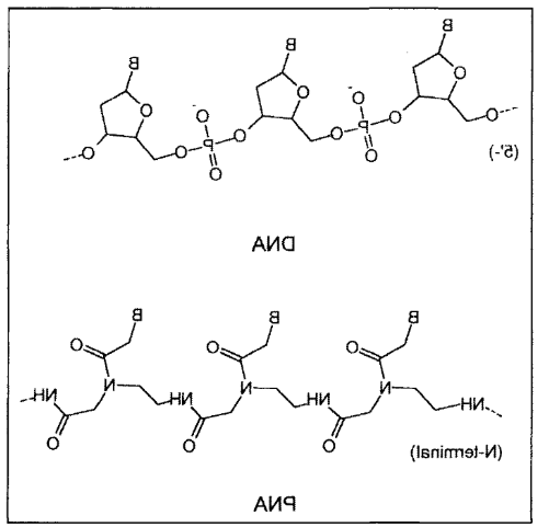 组氨酸改性肽核酸 组氨酸改性肽核酸