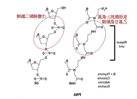 1-芘丁酸-琥珀酰亚胺酯(PASE)共价固定肽核酸(PNA)探针
