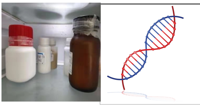碲化镉CdTe量子点修饰脱氧核糖核酸DNA
