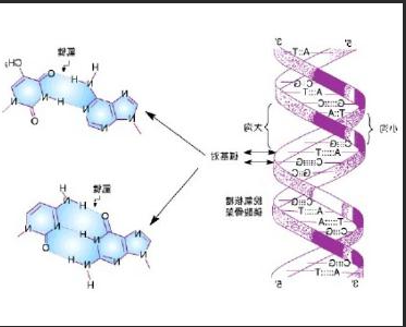 DNA修饰修饰近红外二区CdTe/CdS量子点