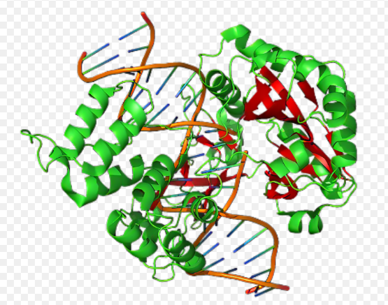 DNA-CdSe/ZnSeQDs