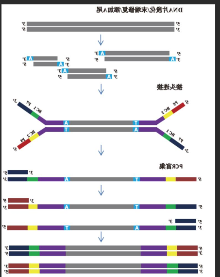 脱氧核糖核酸DNA修饰量子点