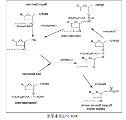 5-羧基荧光素标记DNA