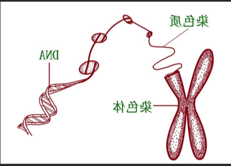 DNA脱氧核糖核酸