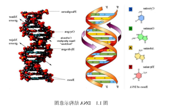 DNA脱氧核糖核酸
