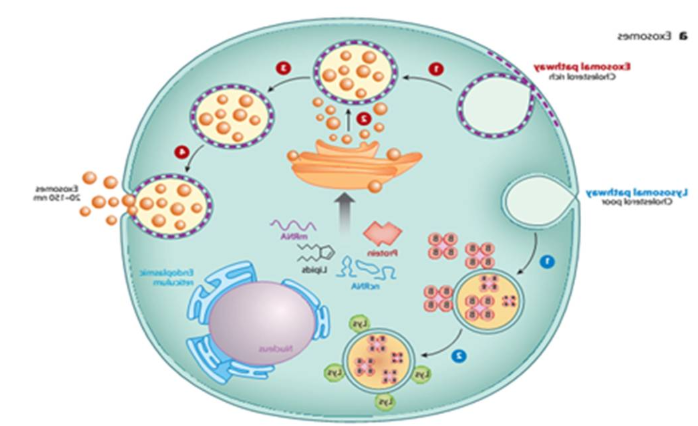 Exosome