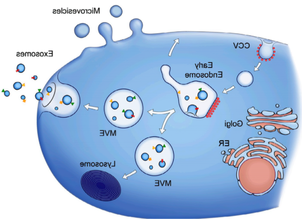 Exosome 