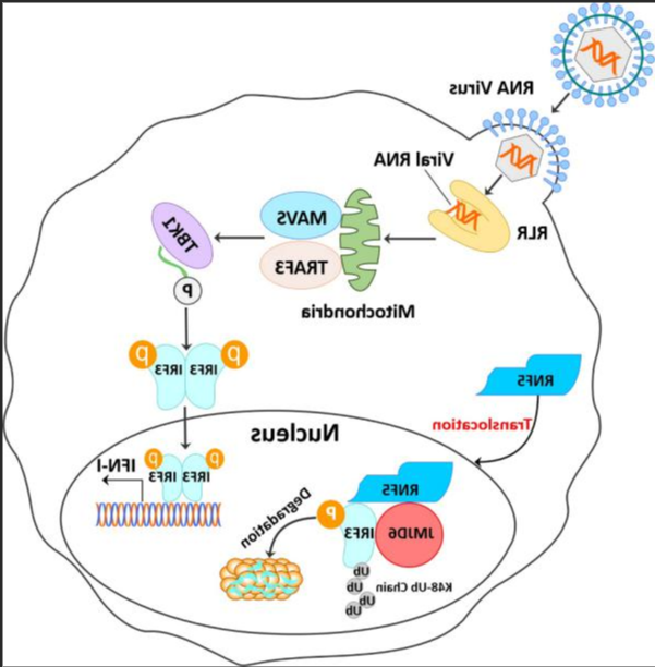 转运RNA（tRNA）修饰5-甲基胞嘧啶(m5C)