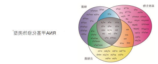近红外荧光染料标记核糖核酸RNA