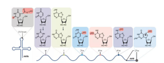 Alexa Fluor系列染料标记RNA(核糖核酸) Alexa Fluor系列染料标记RNA(核糖核酸)