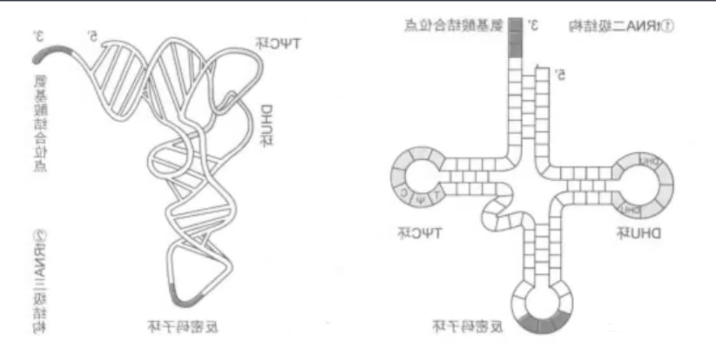 RNA核糖核酸修饰ATTO荧光染料
