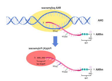 卡瓦脂质体纳米颗粒包载信使RNA(mRNA) 卡瓦脂质体纳米颗粒包载信使RNA(mRNA)