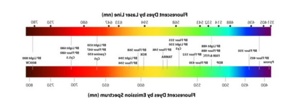 5-羧基四甲基罗丹明标记磁性二氧化钛纳米粒