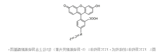 异硫氰酸荧光素