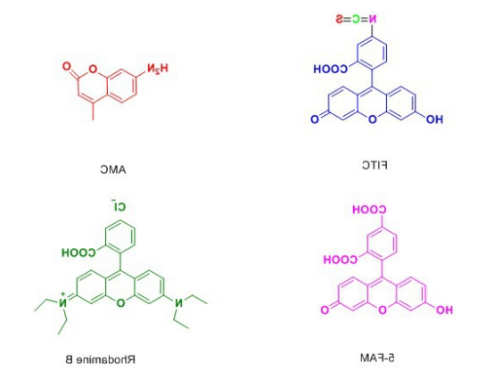 荧光标记高分子聚合物载药纳米粒
