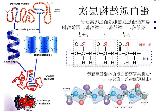 共载多西他赛(DTX)和藤黄酸(GA)白蛋白纳米粒