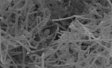 Silicon Nanowires