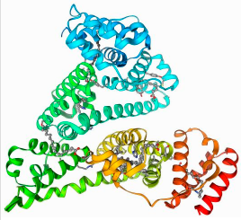 Bovine Serum Albumin  