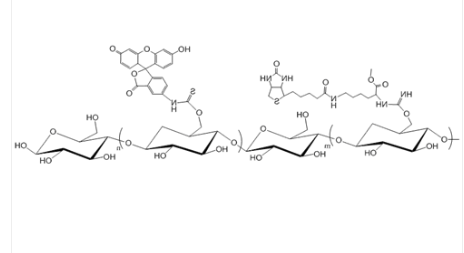 Biotin-Dextran-FITC