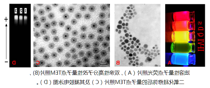 PEG-NH2修饰水溶性量子点