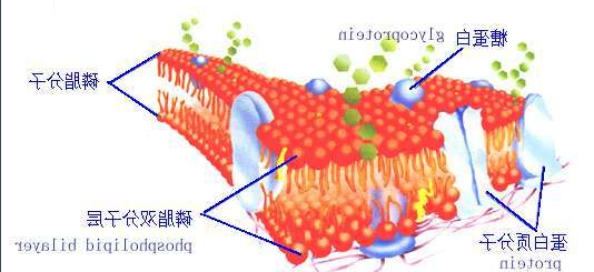 DSPE-PEG-alginate