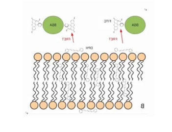 BSA-TRITC