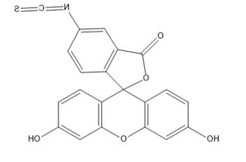 半乳糖-异硫氰基荧光素