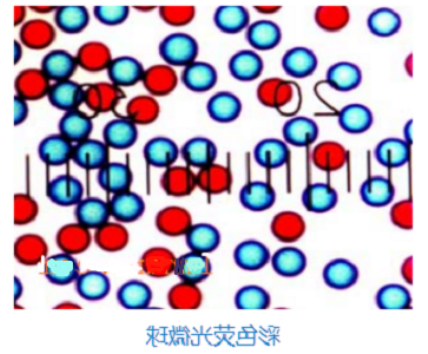 彩色乳胶微球( 彩色乳胶微球(