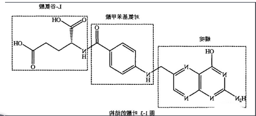 葡萄糖-叶酸 葡萄糖-叶酸