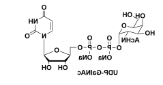 UDP-N-乙酰-D-半乳糖胺二钠盐 UDP-GALNAC, 2NA CAS:108320-87-2 UDP-N-乙酰-D-半乳糖胺二钠盐 UDP-GALNAC, 2NA CAS:108320-87-2