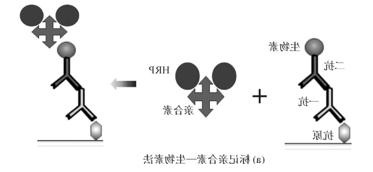 生物素-亲和素(biotin-avidin)
