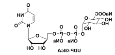UDP-Α-D半乳糖二钠盐 UDP-Gal UDP-galactose