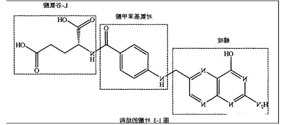 岩藻多糖-叶酸