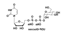 尿苷-5'-二磷酸葡萄糖二钠，Uridine-5ʹ-diphosphoglucose, 2Na, UDP-Glc