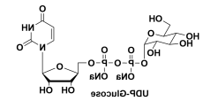 URIDINE 5'-DIPHOSPHOGLUCOSE DISODIUM SALT,尿嘧啶核苷-5'-二磷酸葡萄糖(UDP-G) URIDINE 5'-DIPHOSPHOGLUCOSE DISODIUM SALT,尿嘧啶核苷-5'-二磷酸葡萄糖(UDP-G)