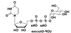 尿苷5'-(三氢二磷酸酯)P'-BETA-D-吡喃葡萄糖基酯钠盐，UDP-ALPHA-D-GLUCOSE, DISODIUM SALT