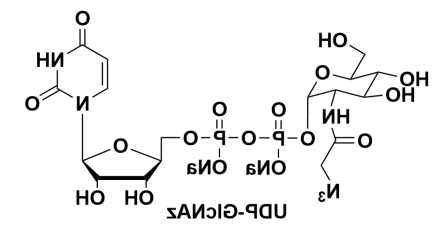 尿苷5'-二苯基-N-乙酰基叠氮葡糖胺二钠盐，Uridine 5’-diphopho-N-acetylazidoglucosamine disodium salt