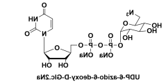 双磷酸尿苷-6-叠氮-6-脱氧-D-葡糖酯，Uridine 5’-diphospho-6-azido-6-deoxy-D-glucose disodium salt