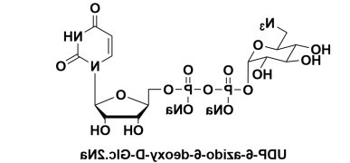 CAS:868141-12-2，UDP-6-N3-Galactose，UDP-6-叠氮-6-脱氧-D-半乳糖二钠盐 