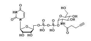 UDP-2-alkynyl-GlcNAc，N-乙酰葡糖胺,乙酰氨基葡糖，炔基修饰N-乙酰葡糖胺,乙酰氨基葡糖