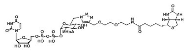 UDP-6-Biotinyl-GlcNAc，生物素标记核苷酸糖，生物素化尿苷二磷酸，生物素修饰N-乙酰葡糖胺,乙酰氨基葡糖