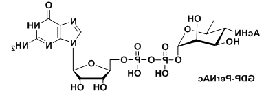 UDP-糖，GDP-PerNAc